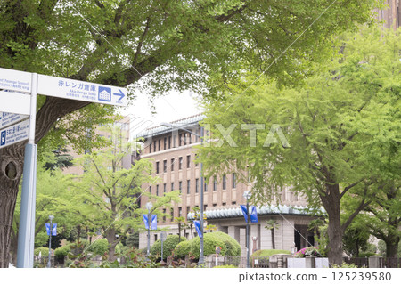 Fresh green ginkgo trees on Japan Boulevard 125239580