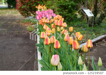 鬱金香花 鬱金香花 125239587