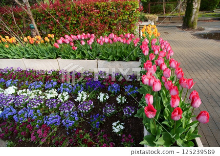 Tulip flower 125239589