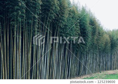 與竹林的風景 125239600