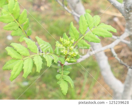 Asakura Sansho flower buds 3 125239628
