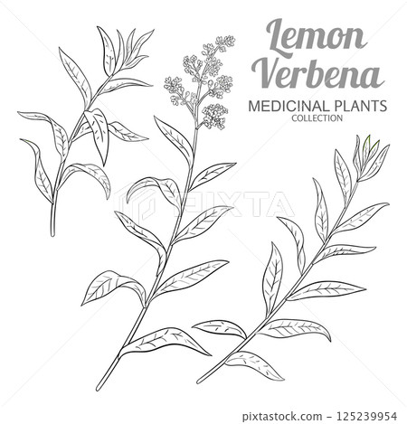Lemon Verbena Branch Outline Illustration. 125239954