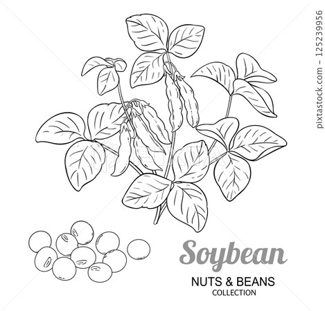 Soybean Plant with Pods Outline Illustration. 125239956