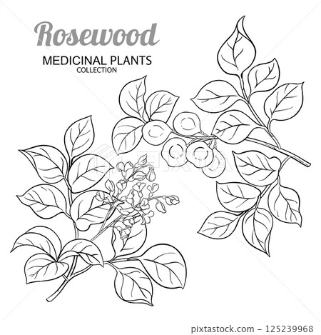 Rosewood Branch with Flowers Outline Illustration 125239968