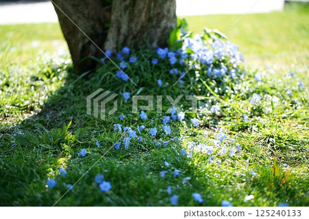 Hana flower 125240133