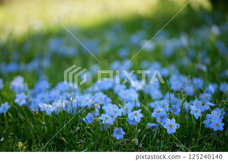 哈娜花 125240140