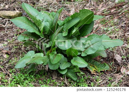 Young shoots of dock 125240176