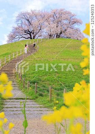 Sakitama Kofun Park: Cherry blossoms and rape blossoms 125240353