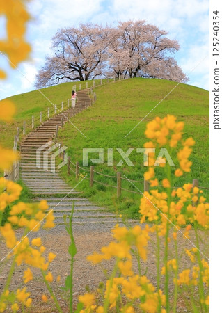 Sakitama Kofun Park: Cherry blossoms and rape blossoms 125240354