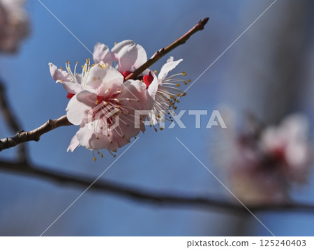 紅梅花告訴春天的到來 紅梅花告訴春天的到來 125240403