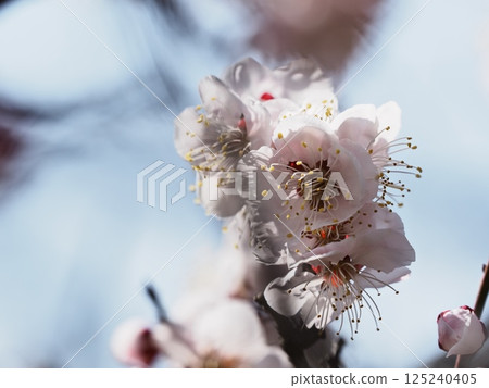Red plum blossoms telling the coming of spring 125240405