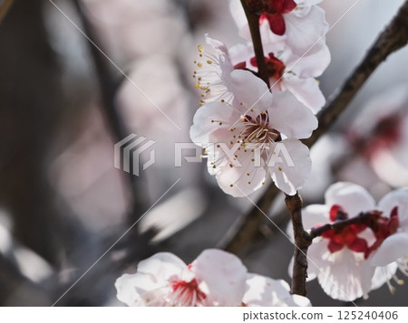 Red plum blossoms telling the coming of spring 125240406
