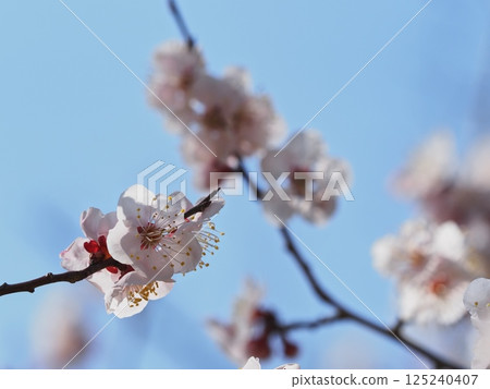 Red plum blossoms telling the coming of spring 125240407
