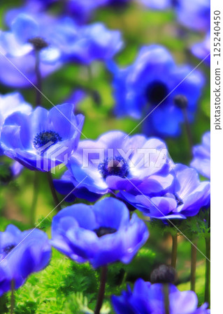 銀蓮花屬的花 銀蓮花屬的花 125240450