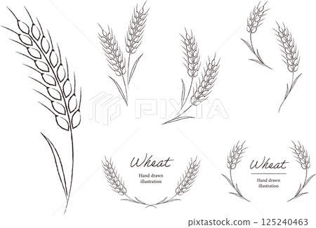 Natural hand-drawn line drawing illustration and frame of wheat 125240463