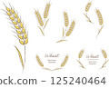 Natural hand-drawn illustration and frame of wheat 125240464