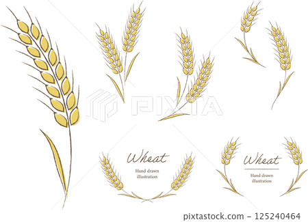 Natural hand-drawn illustration and frame of wheat 125240464