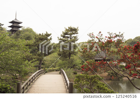 橫濱三溪園的春天 125240516