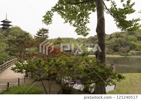 橫濱三溪園的春天 125240517