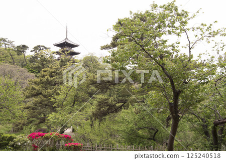 橫濱三溪園的春天 橫濱三溪園的春天 125240518