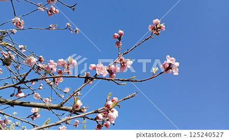 A tree branch loaded with pink cherry blossoms pops against a bright blue sky. The blossoms are in full bloom, flaunting their soft, delicate petals. The branch is a gnarly, A tree branch loaded with pink cherry blossoms pops against a bright blue sky. The blossoms are in full bloom, flaunting their soft, delicate petals. The branch is a gnarly, 125240527