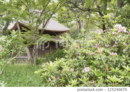 Spring at Sankeien Garden in Yokohama 125240670