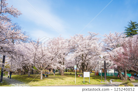 "Aomori Prefecture" Cherry blossoms in full bloom at Sanyajo Park in Hachinohe City "Aomori Prefecture" Cherry blossoms in full bloom at Sanyajo Park in Hachinohe City 125240852