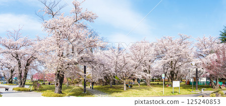 「青森郡」八戶市三夜城公園櫻花盛開 「青森郡」八戶市三夜城公園櫻花盛開 125240853