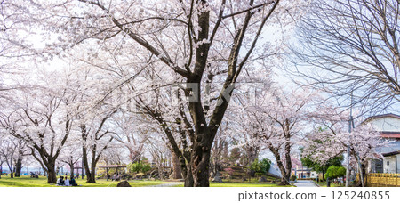 「青森郡」八戶市三夜城公園櫻花盛開 「青森郡」八戶市三夜城公園櫻花盛開 125240855