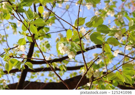 櫻花葉，櫻花，櫻花樹，大島櫻花 125241096