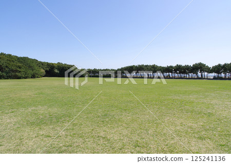 稻毛海濱公園和草廣場的春天 125241136