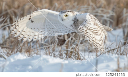 A white owl is flying through a field of snow A white owl is flying through a field of snow 125241233