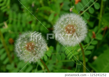 雜草叢生的蒲公英 雜草叢生的蒲公英 125241252
