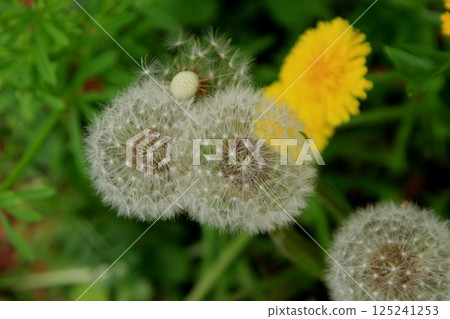 雜草叢生的蒲公英 雜草叢生的蒲公英 125241253