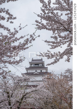 福島縣會津若松市的鶴城櫻花盛開 福島縣會津若松市的鶴城櫻花盛開 125241429