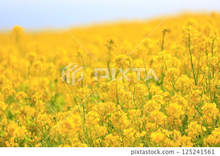 淡路花梨木 淡路花梨木 125241561