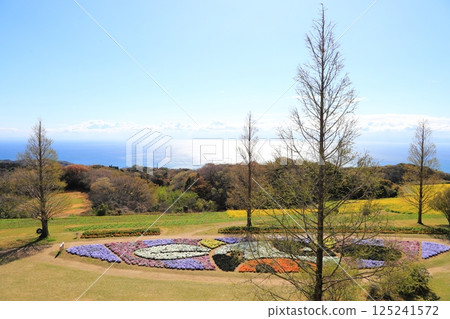 淡路花梨木 125241572
