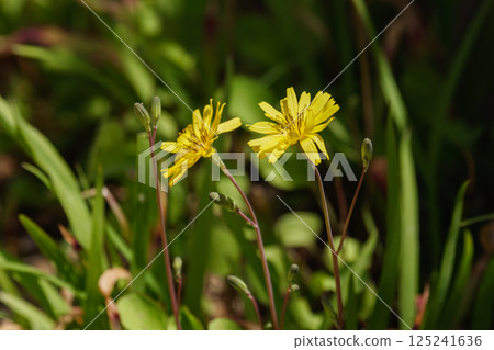 Flowers and buds of Onitsubirako 125241636
