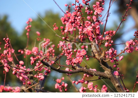 Plum blossoms in full bloom, March 2025 125241752