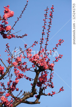 2025年3月梅花盛開 125241753