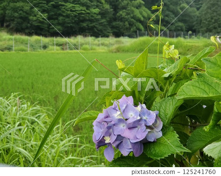 Hydrangeas blooming in Satoyama 125241760