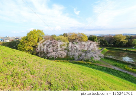 Cherry blossoms at Sakimata Mound Tomb Park 125241761