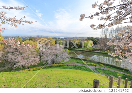 Cherry blossoms at Sakimata Mound Tomb Park Cherry blossoms at Sakimata Mound Tomb Park 125241762