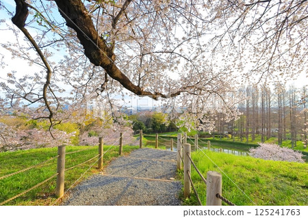 櫻花在Sakimata土墩墓公園 櫻花在Sakimata土墩墓公園 125241763