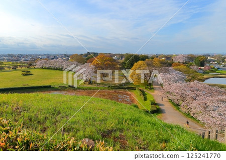 Cherry blossoms at Sakimata Mound Tomb Park Cherry blossoms at Sakimata Mound Tomb Park 125241770