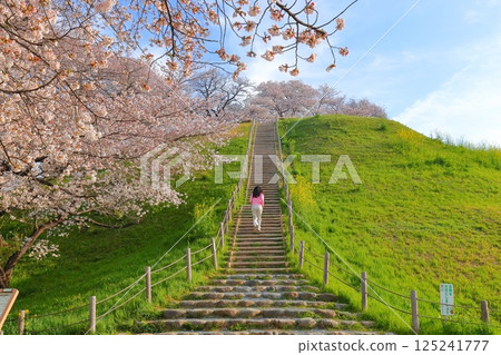 Cherry blossoms at Sakimata Mound Tomb Park 125241777