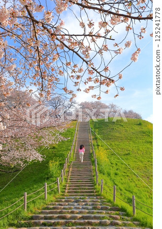 Cherry blossoms at Sakimata Mound Tomb Park 125241778