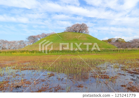 Cherry blossoms at Sakimata Mound Tomb Park 125241779