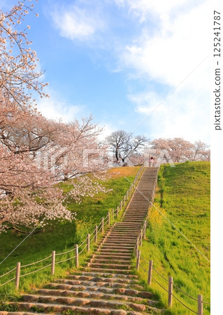 Cherry blossoms at Sakimata Mound Tomb Park 125241787