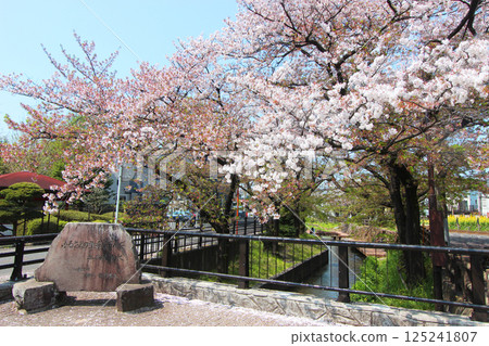 兩個城市的櫻花 125241807